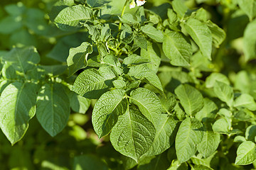 Image showing potatoes leaves  