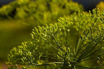 Image showing green fennel 