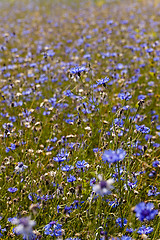 Image showing cornflowers 