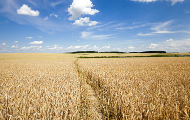 Image showing footpath in the field  