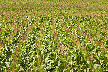 Image showing corn field  