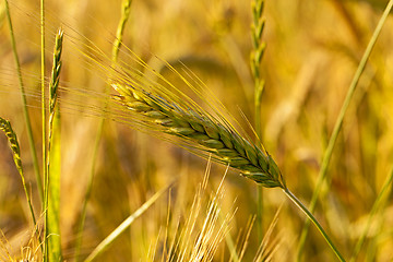 Image showing wheat ear 