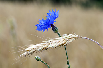 Image showing cornflower 