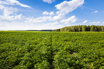 Image showing potato field  