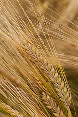 Image showing ripened cereals  