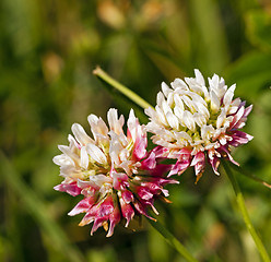 Image showing clover. flower 