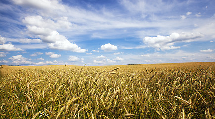 Image showing   barley field