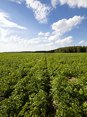 Image showing potato field  