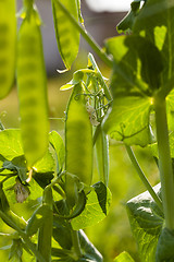 Image showing peas sprouts  