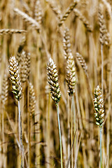 Image showing cereals  