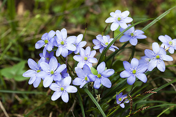 Image showing spring flowers  