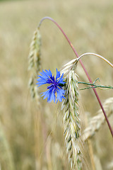 Image showing cornflower 