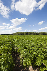 Image showing potato field  