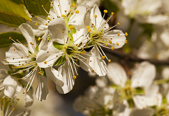 Image showing the blossoming tree  