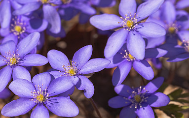 Image showing spring flowers 