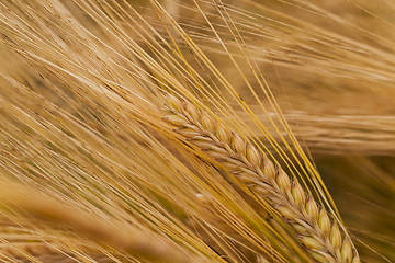 Image showing ripened cereals  