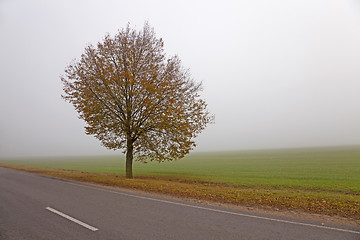 Image showing the autumn road  