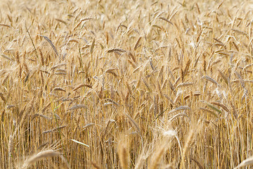 Image showing ripened cereals 