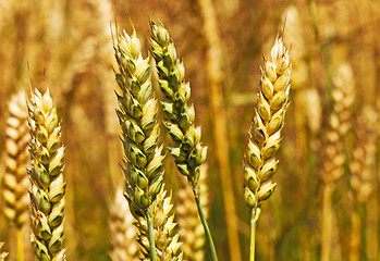 Image showing turning green rye  