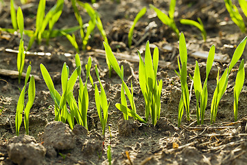 Image showing wheat sprouts  