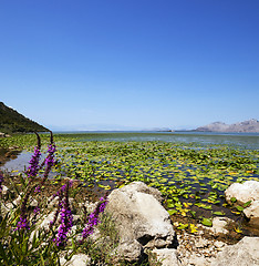 Image showing the lake  