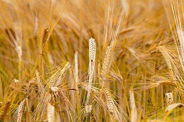 Image showing mature cereals 