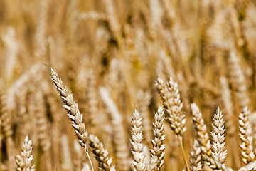 Image showing ripened cereals  