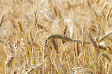 Image showing ripened cereals  