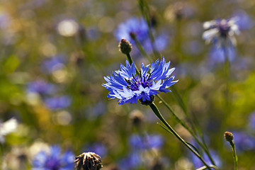 Image showing cornflowers  