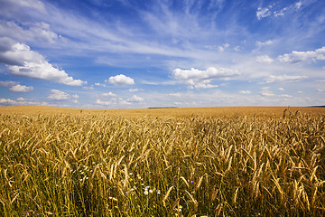 Image showing unripe cereals 