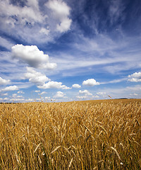 Image showing gold rye 