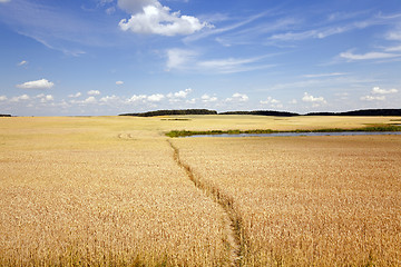 Image showing footpath in the field  