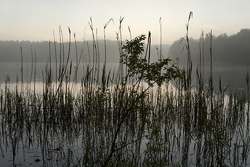 Image showing canes. lake