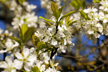 Image showing the blossoming tree 