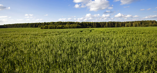 Image showing green oats  