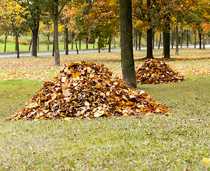 Image showing the fallen-down foliage  