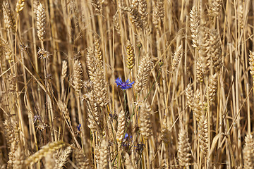 Image showing ripened cereals 