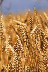 Image showing cereals  