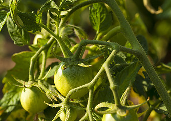Image showing green tomato  