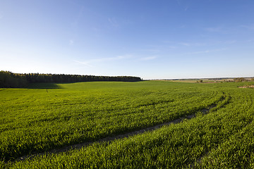 Image showing unripe cereals  