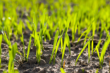 Image showing wheat sprouts  