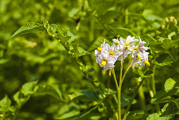 Image showing potato field  