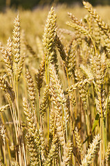 Image showing ripened cereals  