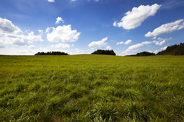 Image showing unripe cereals  