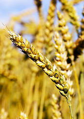 Image showing ripened cereals  