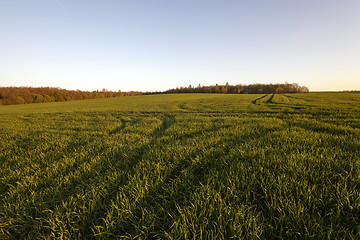 Image showing agriculture  