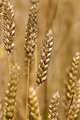 Image showing cereals  