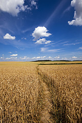 Image showing footpath in the field  