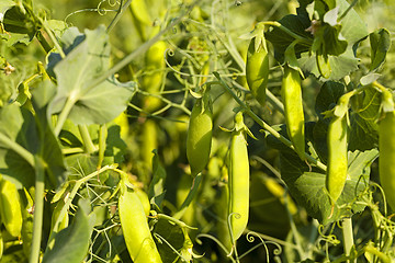 Image showing peas sprouts  