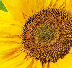 Image showing yellow sunflower  